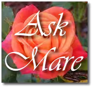 Mare Simone, escort in West Hollywood, CA